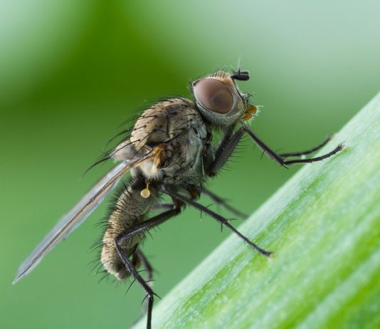 Луковая муха — народные способы борьбы