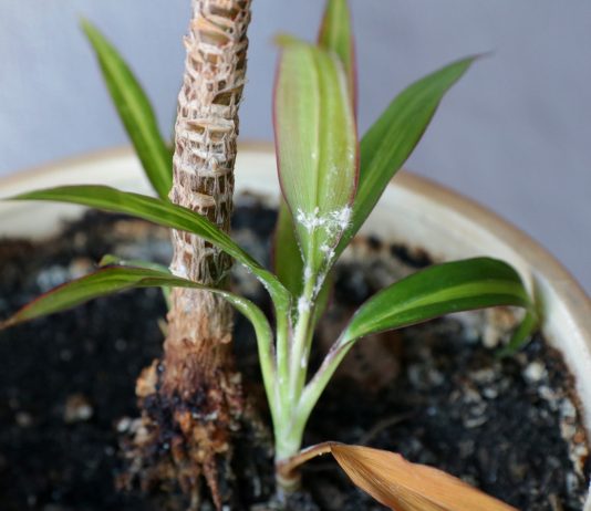 Мучнистый червец на комнатных растениях — профилактика и борьба