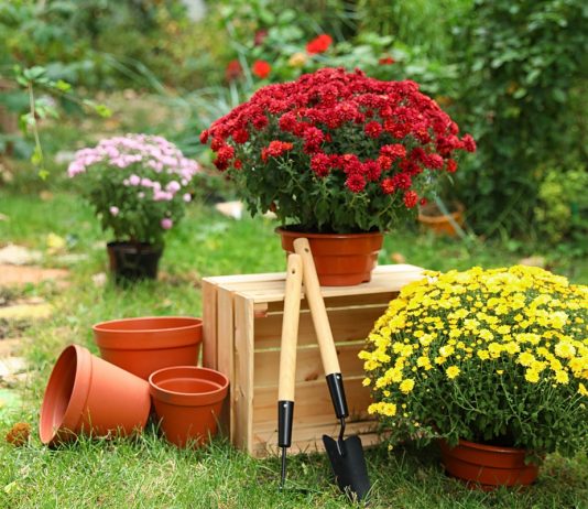 Особенности создания контейнерного сада из многолетников