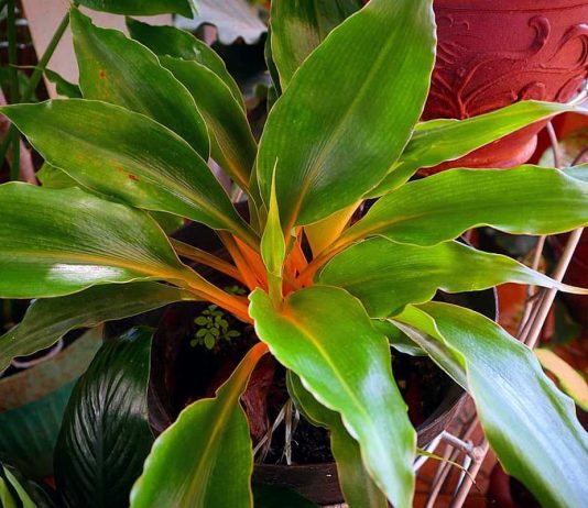 Палисота — крупнолистная и теневыносливая