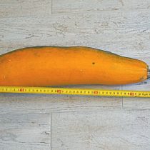 Зрелый кабачок «Ясмин» хорошо хранится