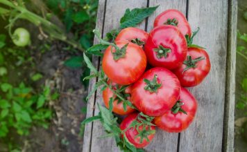 Помидоры гномы — чем хороши и как выращивать?