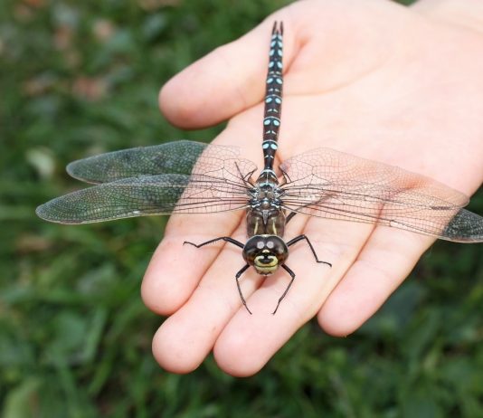 Стрекозы — эффективные охотники, а не попрыгуньи