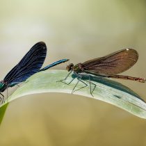 Красотки-девушки