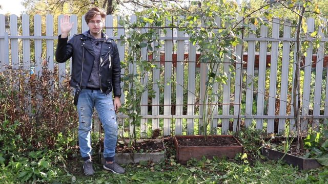 Как ухаживать за ежевикой осенью и подготовить её к зиме?