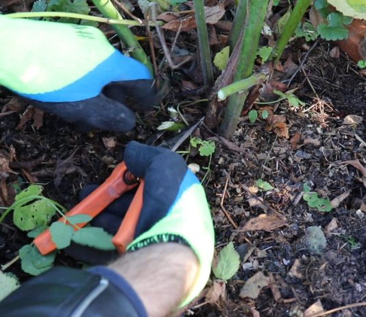 Уход за ежевикой осенью: обрезка и подготовка к зиме - Ягодник Когда проводится осенняя обрезка?