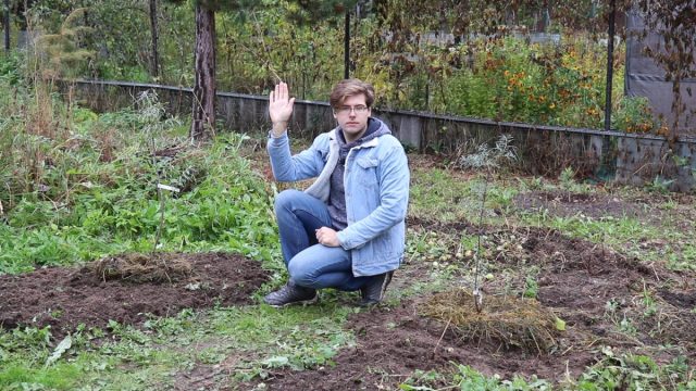 Как правильно высадить облепиху осенью?