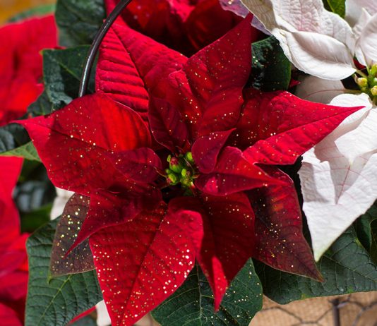 Как ухаживать за пуансеттией после покупки