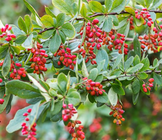 Барбарис и его достоинства как плодового кустарника