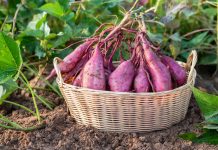 Бататовые тонкости — какие сорта как лучше употребить?