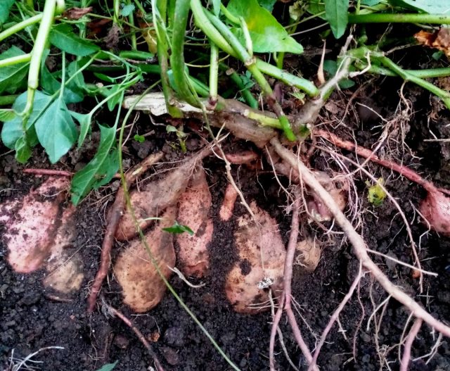 Батат (Ipomoea batatas)