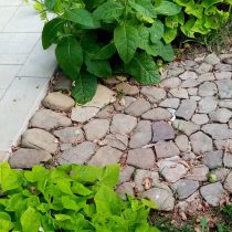 Батат «Маргарита» у дорожки