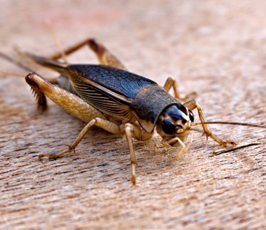 Домовые сверчки — почему вредны и как от них избавиться? - Животные Домовые сверчки — почему вредны и как от них избавиться?