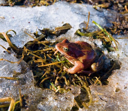 Где зимуют наши садовые помощники — жабы, ящерицы и полезные жуки?