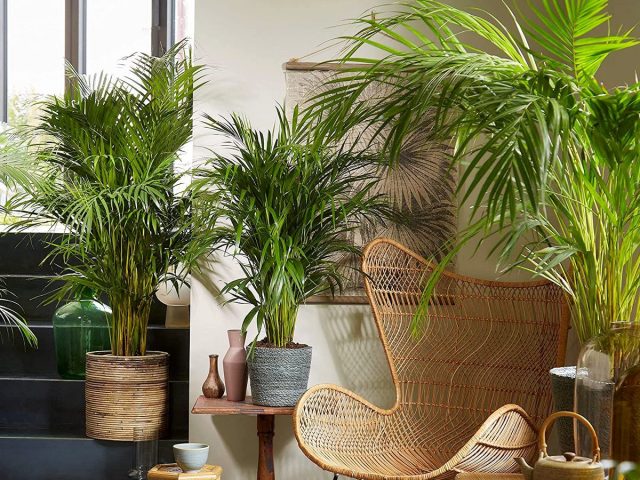 Хризалидокарпус желтоватый (Chrysalidocarpus lutescens), или Дипсис желтоватый (Dypsis lutescens)