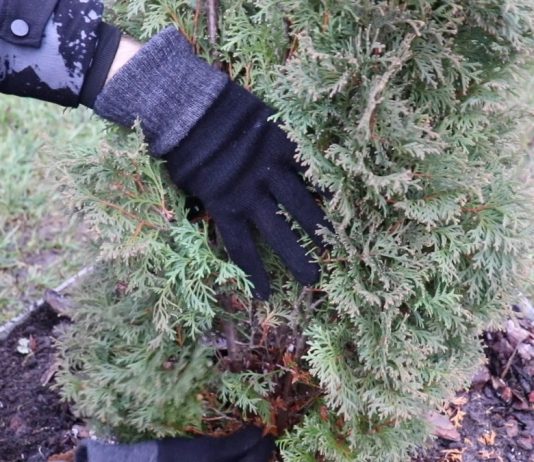 Как подготовить тую к зимовке?