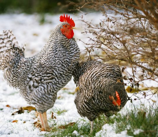 Как содержать кур на даче зимой без постоянного присмотра? - Животные Как содержать кур на даче зимой без постоянного присмотра?