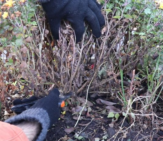 Где хранить мультифлору зимой?