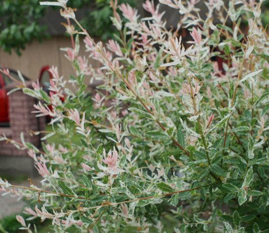 Какие быстрорастущие деревья помогут закрыть соседский дом? - Цветник и ландшафт Какие быстрорастущие деревья помогут закрыть соседский дом?