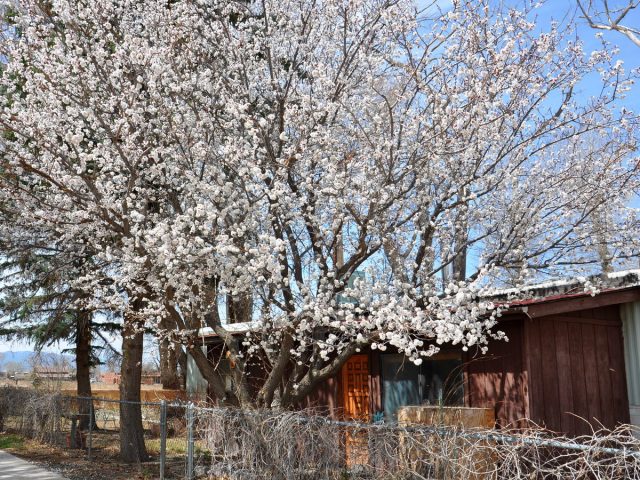 Абрикос (Prunus armeniaca) 