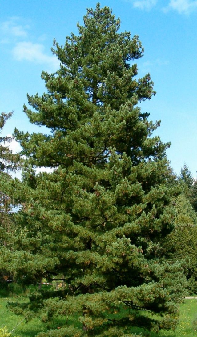 Сосна румелийская (Pinus peuce)