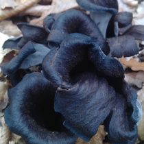 Чёрная лисичка, или вороночник рожковидный (Craterellus cornucopioides)