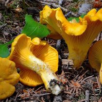 Лисичка настоящая, или обыкновенная (Cantharellus cibarius)