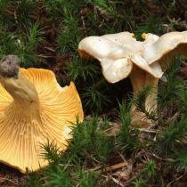 Лисичка бледная (Cantharellus pallens)