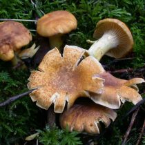 Лисичка аметистовая (Cantharellus amethysteus)