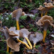Лисичка трубчатая (Craterellus tubaeformis)
