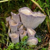 Булавовидная лисичка (Gomphus clavatus)