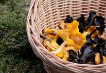 Какие бывают лисички и с чем не перепутать эти грибы?