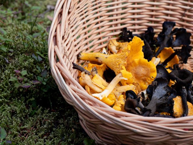 Какие бывают лисички и с чем не перепутать эти грибы?