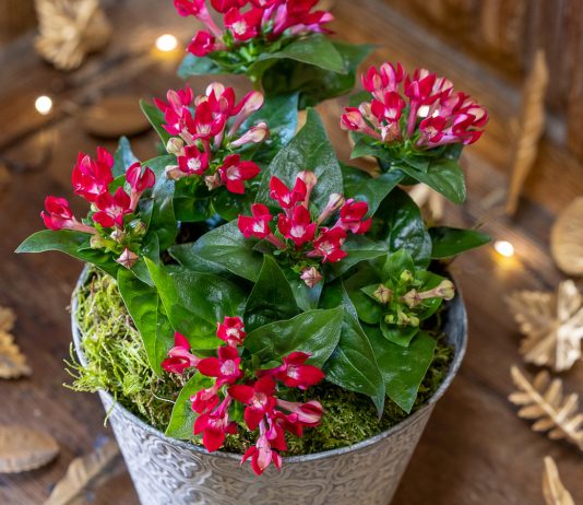 Комнатная бувардия — куст-фейерверк в вашем доме