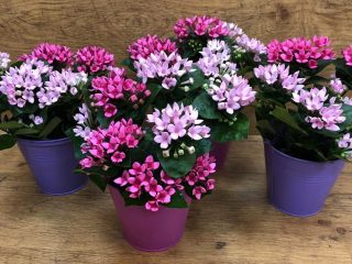 Бувардия домашняя (Bouvardia х hybrida)