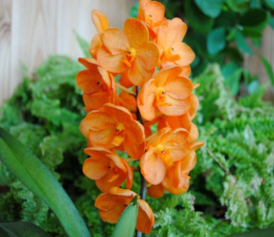 Орхидея аскоценда — более выносливая альтернатива вандам