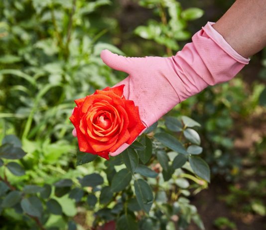 Особенности выращивания роз на срезку в открытом грунте