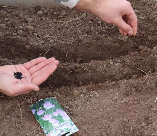 Подзимний посев овощей, зелени и цветов в теплице - Теплицы и гидропоника Лук «чернушка»