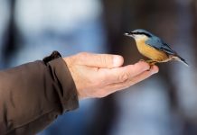 Птицы зимнего сада, с которыми должен подружиться каждый садовод