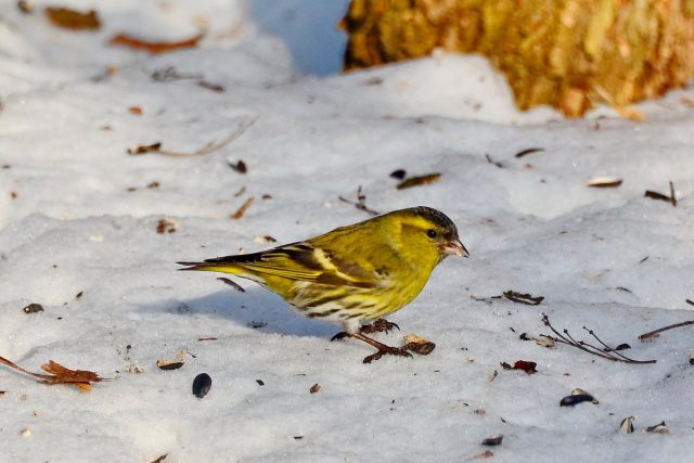 Чиж (Spinus spinus) Чиж (Spinus spinus)