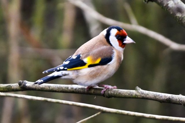 Щегол (Carduelis carduelis) Щегол (Carduelis carduelis)