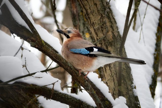 Сойка (Garrulus glandarius) Сойка (Garrulus glandarius)
