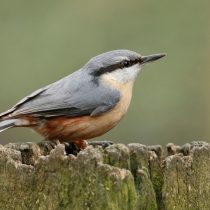 Обыкновенный поползень (Sitta europaea) Обыкновенный поползень (Sitta europaea)
