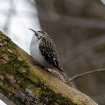 Пищуха (Certhia familiaris) Пищуха (Certhia familiaris)