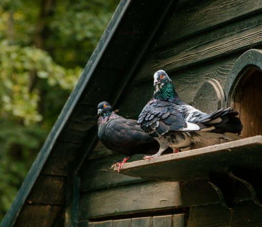Особенности содержания голубей в домашнем хозяйстве