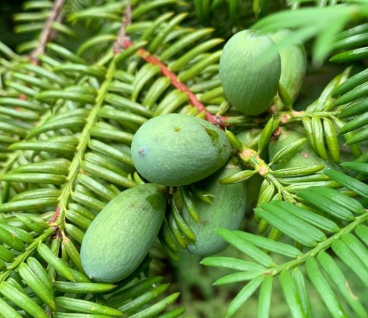 Торрея орехоносная — не только декоративная, но и плодовая хвойная культура