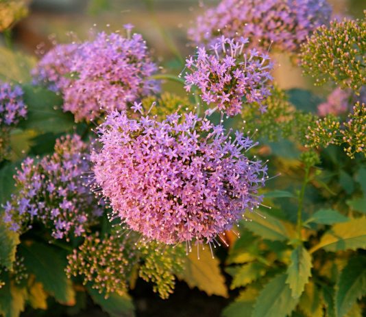 Трахелиум — неприхотливый летник сине-фиолетовой гаммы