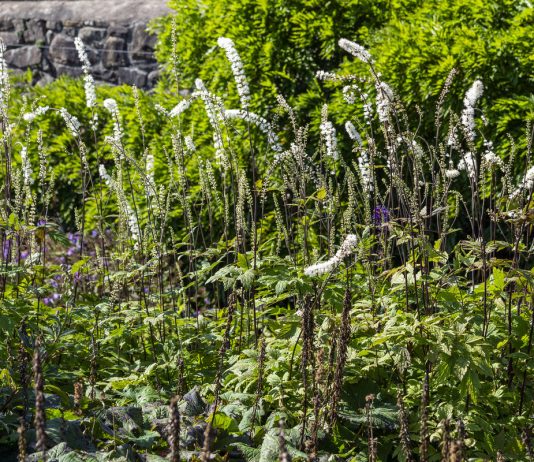 Цимицифуга, или клопогон — эффектный, полезный, но дурно пахнущий - Цветы многолетние Цимицифуга, или клопогон — эффектный, полезный, но дурно пахнущий