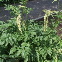 Клопогон европейский (Cimicifuga europaea, или Actaea europaea) Клопогон европейский (Cimicifuga europaea, или Actaea europaea)