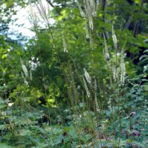 Клопогон борщевиколистный (Cimicifuga heracleifolia) Клопогон борщевиколистный (Cimicifuga heracleifolia)